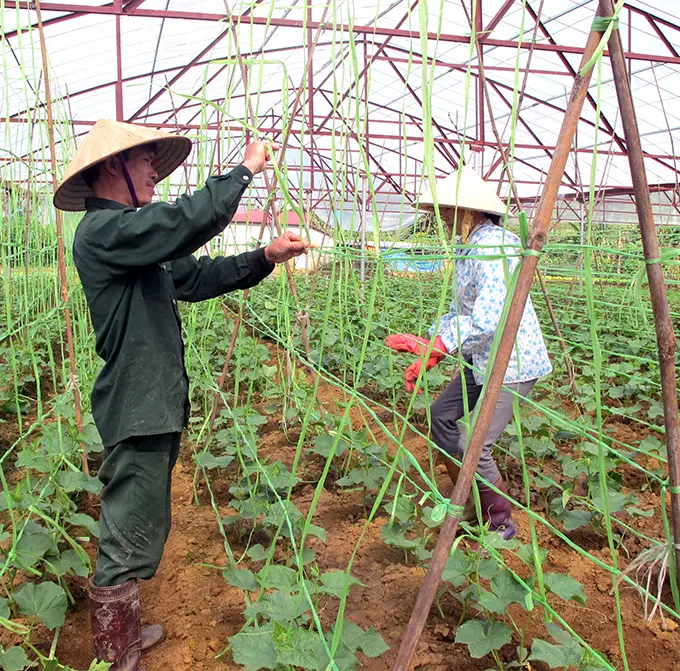 Mô hình trồng dưa lưới trong nhà màng theo tiêu chuẩn hữu cơ ở HTX Nông nghiệp và dịch vụ Ngân Hà, xã Thanh Minh, thị xã Phú Thọ.