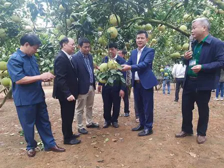 Vườn bưởi được cấp mã số vùng trồng xuất khẩu tại Đoan Hùng