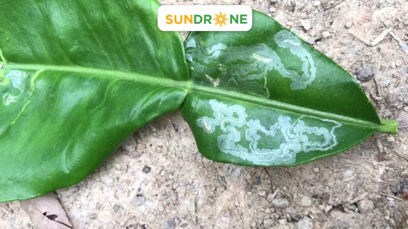 Có nhiều loại sâu bệnh tấn công cây bưởi như sâu vẽ bùa, bọt xít xanh, nhện đỏ,...