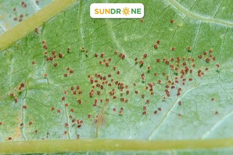 Nhện đỏ thường xuất hiện và phá hoại cây trồng vào vụ xuân là chủ yếu