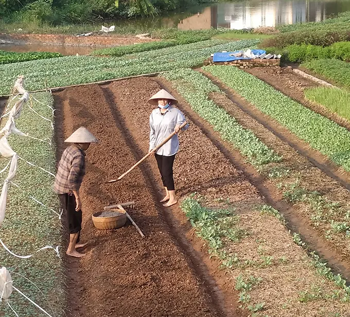 Trồng rau an toàn theo hướng hữu cơ của HTX Thực phẩm xanh xã Vĩnh Lại, huyện Lâm Thao.