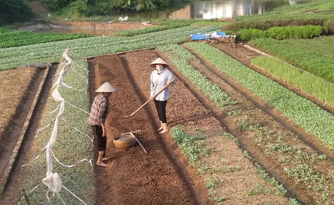 Trồng rau an toàn theo hướng hữu cơ của HTX Thực phẩm xanh xã Vĩnh Lại, huyện Lâm Thao.