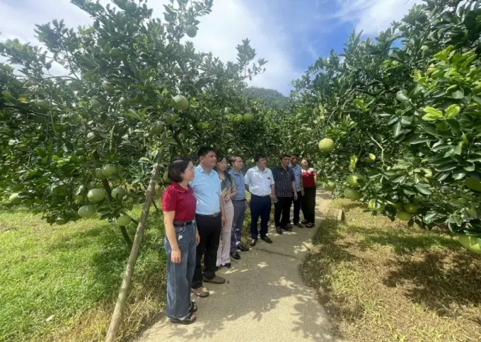 Đồng chí Nguyễn Hồng Yến – Chi cục Trưởng cùng các Phó Chi cục trưởng chỉ đạo công tác thiết lập và cấp MSVT tại buổi thực tế tại xã Mai Hạ, tỉnh Phú Thọ