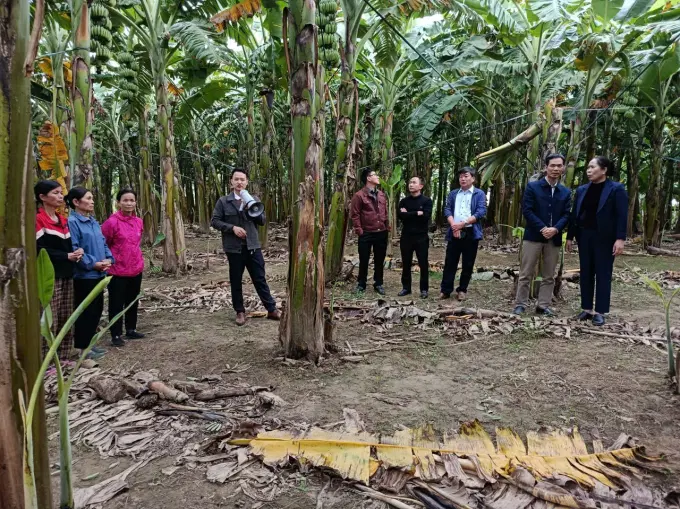 Các đại biểu và các hộ tham gia mô hình tham quan vườn chuối của hộ gia đình bà Ma Thị Năng Tại khu 3 phường Âu Cơ