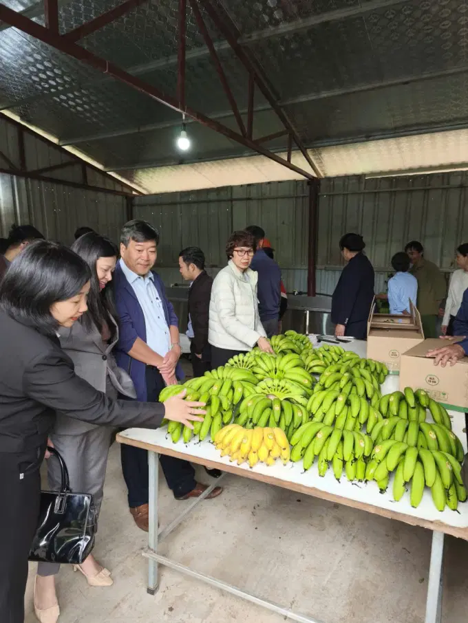 Các đại biểu và các hộ tham gia mô hình tham quan nhà sơ chế chuối tại hộ gia đình bà Ma Thị Năng khu 3 phường Âu Cơ