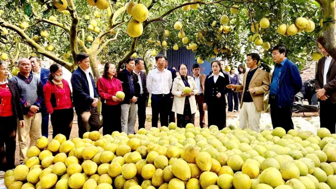 Các đại biểu tham quan mô hình sản xuất Bưởi theo tiêu chuẩn hữu cơ