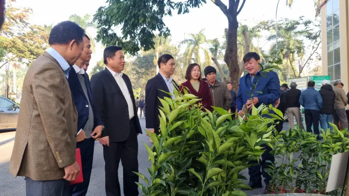 Các đại biểu dự hội nghị nghe giới thiệu về các giống cam sạch bệnh áp dụng trong thực hiện Đề án