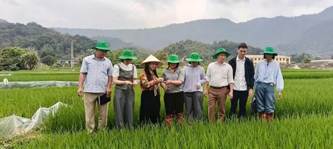 Lãnh đạo Chi cục Trồng trọt và Bảo vệ thực vật tỉnh Phú Thọ, Phòng Kinh tế và Trung tâm dịch vụ sự nghiệp công phường Thống Nhất kiểm tra bệnh đạo ôn trên cây lúa tại địa bàn phường Thống Nhất