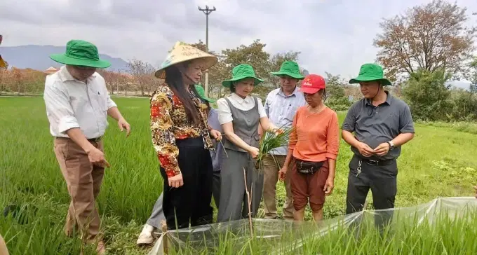 Đoàn công tác Chi cục Trồng trọt và BVTV hướng dẫn nông dân nhận biết triệu chứng và phòng trừ bệnh đạo ôn hại lúa