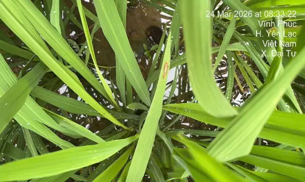Vết bệnh Đạo ôn trên lá phát hiện tại huyện Yên Lạc (cũ)