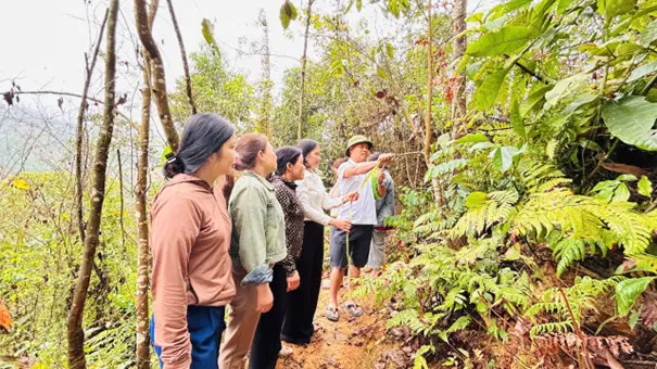 Vùng trồng cây giấy dó tại bản Sưng, xóm Sưng, xã Cao Sơn